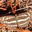 Common Glider Neptis sappho