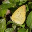 Lemon Emigrant Catopsilia pomona