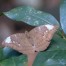 Common Baron Euthalia aconthea