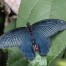 Spangle Papilio protenor