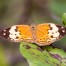 The Rustic Cupha Erymanthis