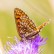 Heath Fritillary - Skogsnätfjäril