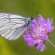 Black-veined White - Hagtornsfjäril