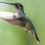 Magnificent hummingbird female