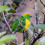 Golden-browed Chlorophonia male