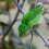 Golden-browed Chlorophonia female