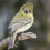 Yellowish flycatcher