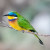 Blue-breasted Bee-Eater