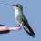 Sapphire-throated Hummingbird female