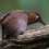 Chestnut-backed Antbird female