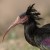 Northern Bald Ibis - Eremitibis
