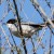 Sardinian Warbler - Sammetshätta