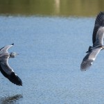 Grey Heron - Gråhäger