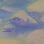 Crayfish - Kräfta