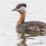 Red-necked Grebe - Gråhakedopping