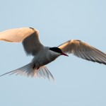 Arctic Tern - Silvertärna