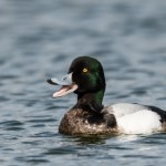 Greater Scaup, male - Bergand, hane