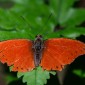 Cymothoe coccinata - Common Red Glider