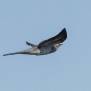 Common Cuckoo - Gök