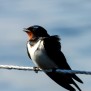 Barn Swallow - Ladusvala