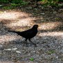 Eurasian Blackbird - Koltrast