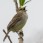 Yellow-browed Sparrow