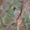 Buff-bridled Inca Finch