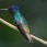 Golden-tailed Sapphire