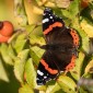 Red Admiral - Amiral