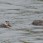 Red-necked Grebe, babies - Gråhakedopping, ungar 