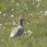 Eurasian Curlew - Storspov