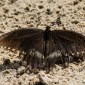 Papilio troilus - Spicebush Swallowtail