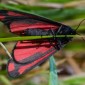Cinnabar Moth - Karminspinnare
