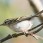 Two-barred Warbler