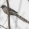 Long-tailed Sibia