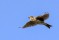 Eurasian Skylark - Sånglärka