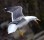 Lesser Black-backed Gull - Silltrutclear