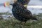 Common Starling - Stare