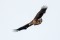 White-tailed Eagle - Havsörn