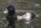 Tufted Duck - Vigg