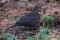 Blackbird female - Koltrast hona