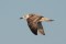 Juvenile Caspian Gull - ung kaspisk trut