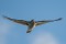 Sparrow Hawk - Sparvhök