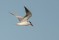 Caspian Tern - Skräntärna
