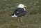 Lesser Black-backed Gull - Silltrut