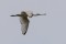 Eurasian Spoonbill - Skedstork