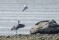 Black-headed gull attacking Grey Heron - Skarttmås bråkar med häger