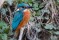 Common Kingfisher - Kungsfiskare