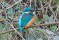 Common Kingfisher - Kungsfiskare