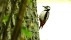 Great Spotted Woodpecker - Större hackspett